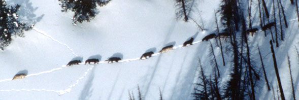 Meute de Loups à Yellowstone