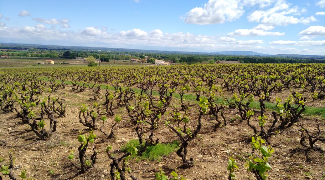 Image de vignes du Beaujolais